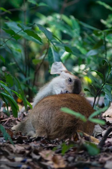 挖到一座免签直飞的超冷门海岛！火山浮潜摸小鹿，好玩秒杀巴厘岛