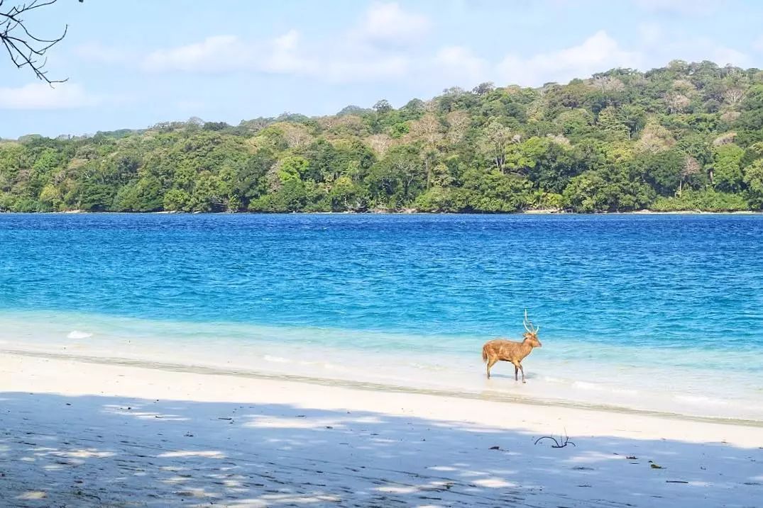 挖到一座免签直飞的超冷门海岛！火山浮潜摸小鹿，好玩秒杀巴厘岛