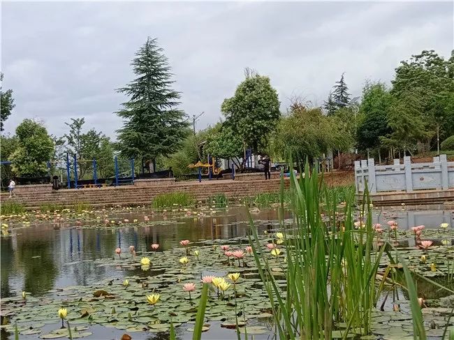 丽江睡莲旅游攻略,国家植物园睡莲娇艳绽放