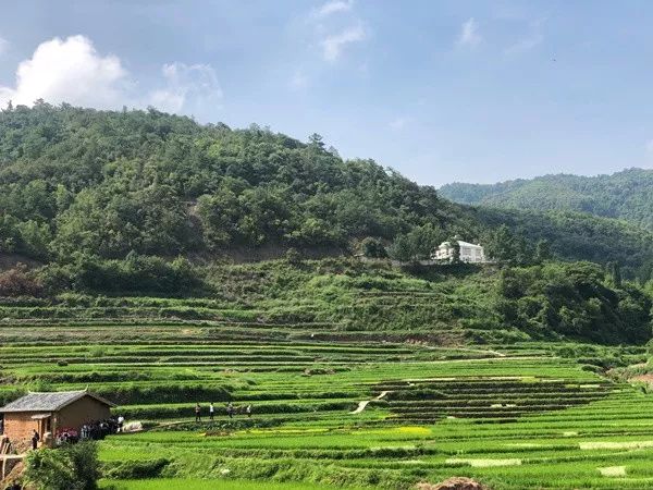 团结乡核桃箐五彩稻田,五彩田园捉鱼