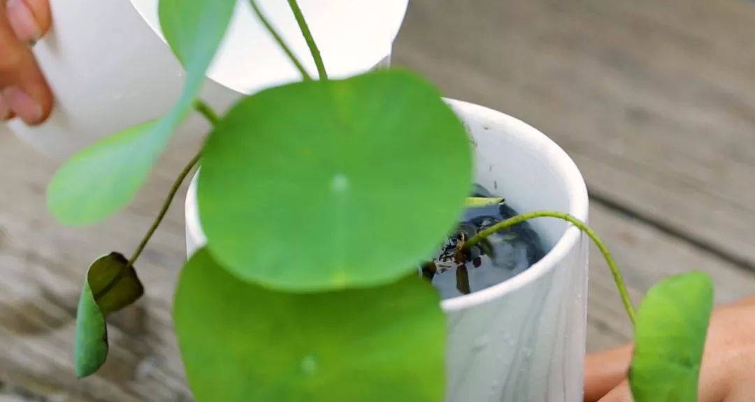 碗莲种植方法全过程记录,家庭种植碗莲的土壤可以反复用吗