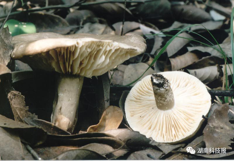 误食毒蘑菇的症状,误食毒蘑菇临床表现