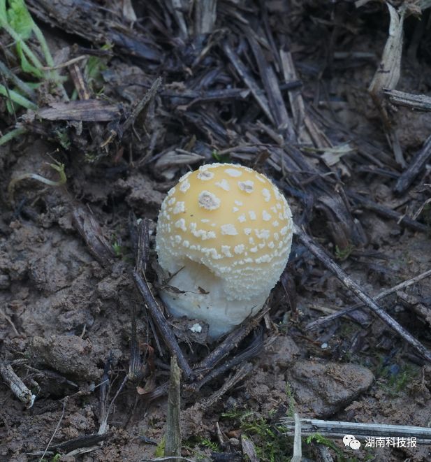 误食毒蘑菇的症状,误食毒蘑菇临床表现
