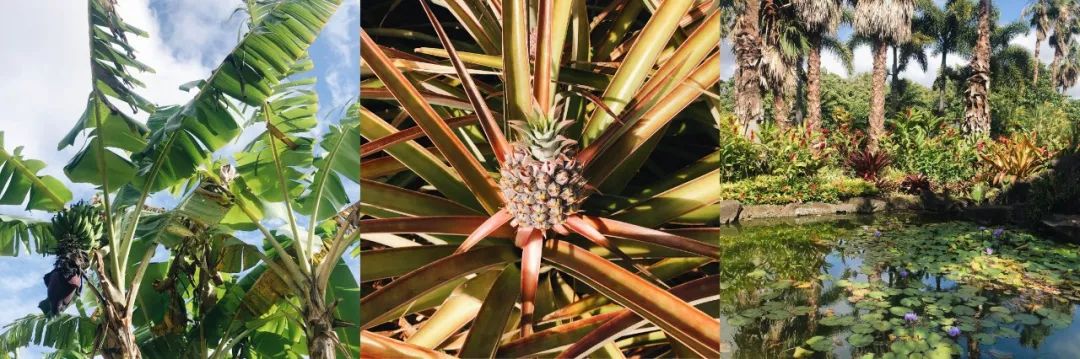 夏威夷旅游攻略阿罗哈,夏威夷maui岛旅游攻略