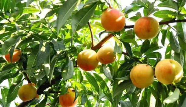 绵阳仙海旅游必买清单,绵阳来仙海