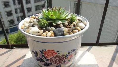 多肉观音莲长出很多小的怎么办,观音莲多肉叶子往下耷拉怎么回事