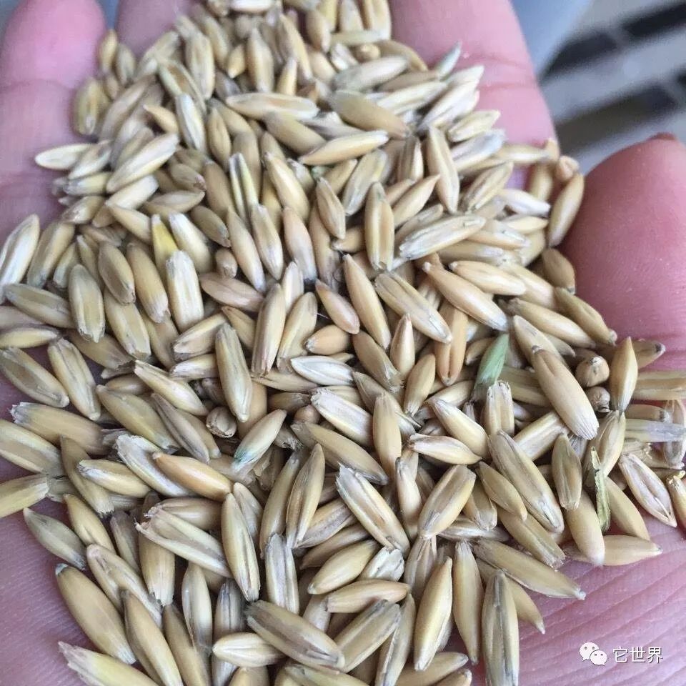 燕麦和燕麦片哪个降胆固醇好,燕麦和燕麦片区别在哪