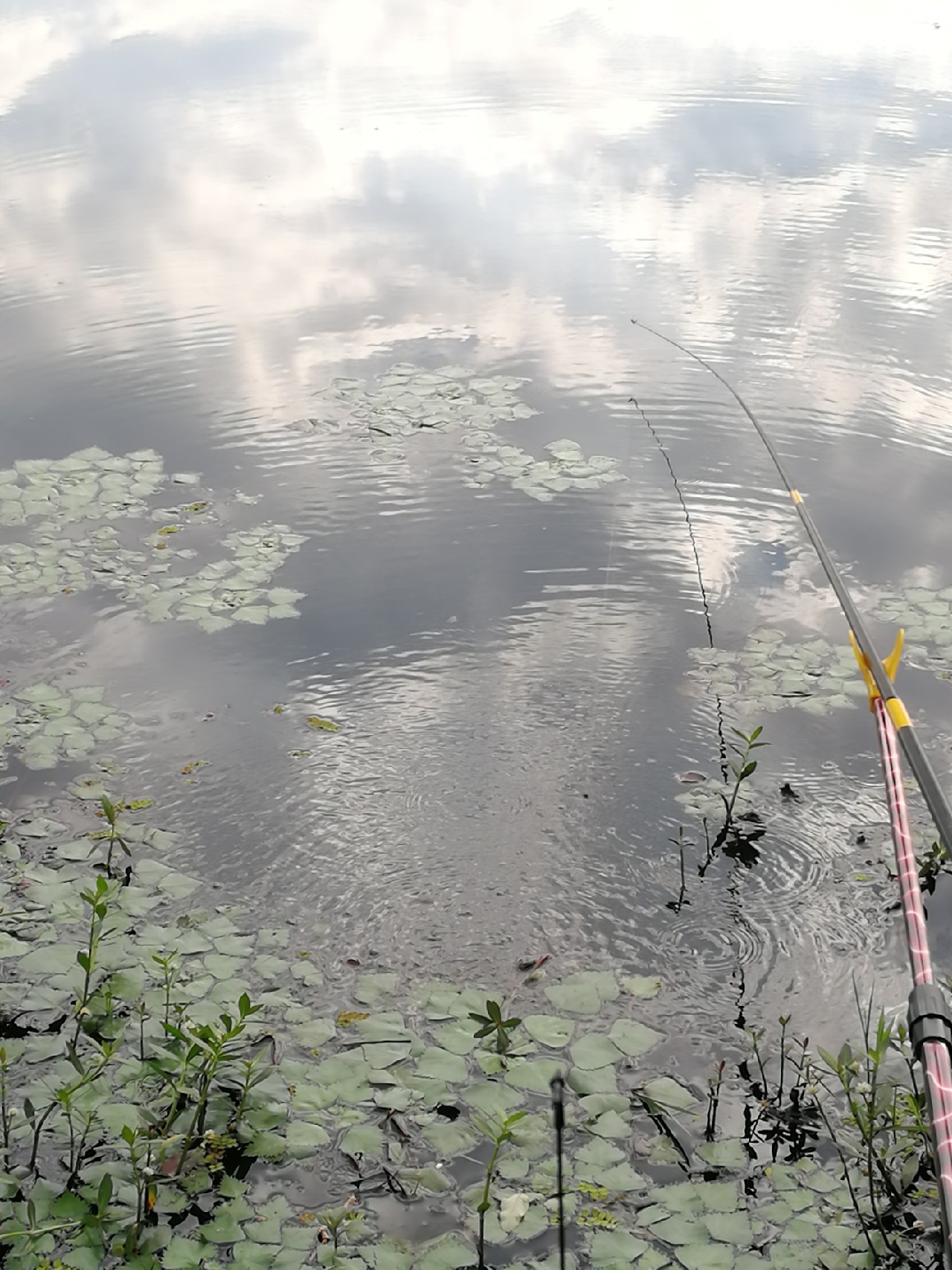 头顶烈阳开拓钓位逐泡寻鲫放流可怜鱼获