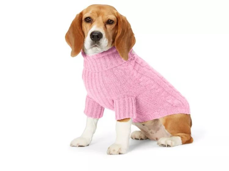 穿西装的宠物狗走路,穿moncler的男生