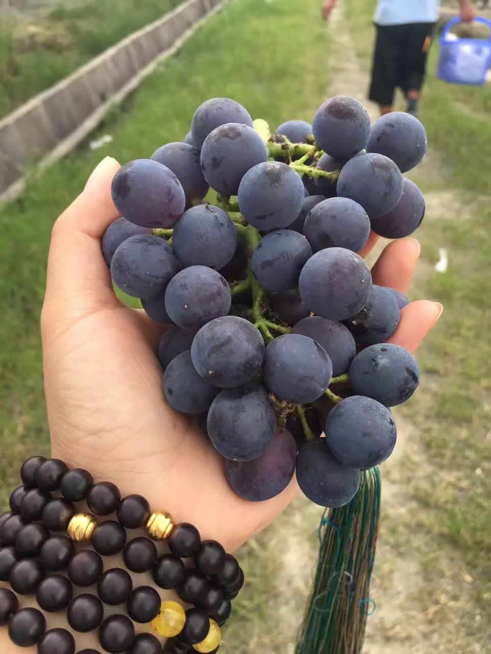 连阿里巴巴都点名！拿奖拿到手软的“葡萄王”来了~入园采摘，尽享千元农家菜