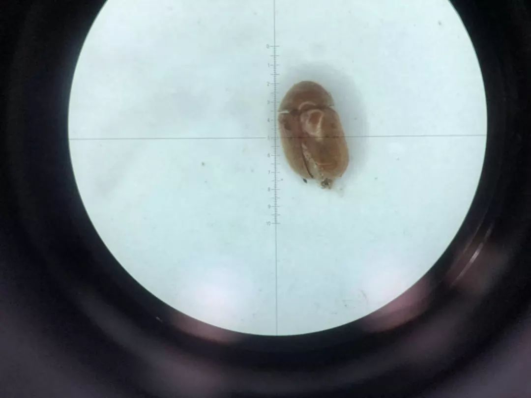 出国旅游需带日用品,义乌小商品出国必备