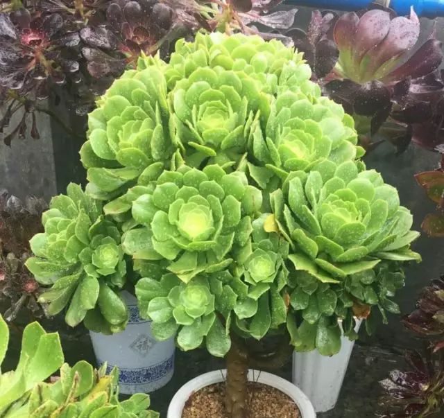 绿羊绒和香腹啥区别,绿羊绒是什么样的