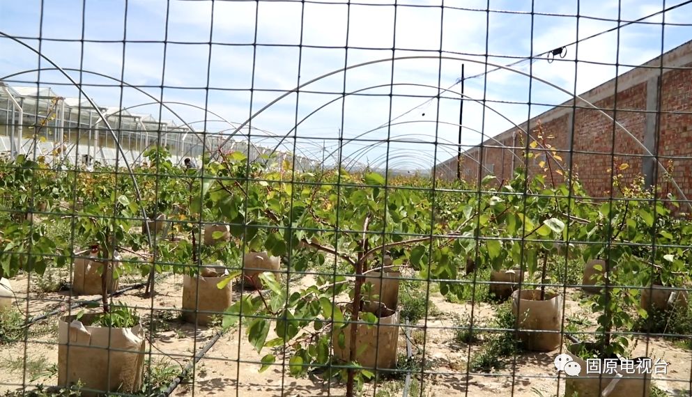 红梅杏的产地在哪里,红梅杏名字的由来