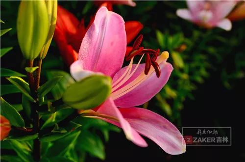 百合打卡地,百合打卡网红地