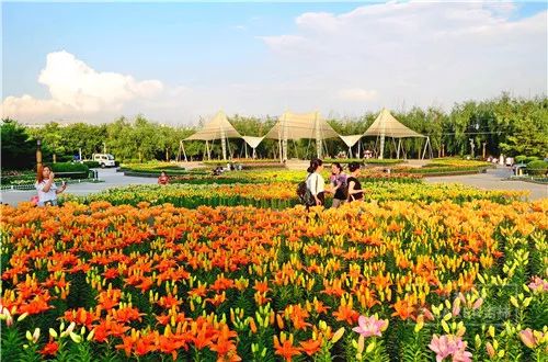 百合花海打卡地,春天长春网红打卡地