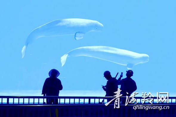 记者探访西宁海洋世界,西宁童梦海洋世界
