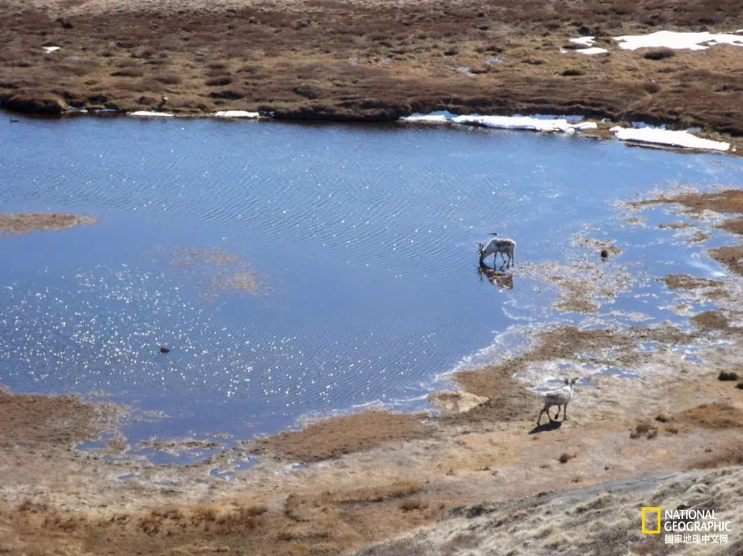 北极蚊子都泛滥了，咱被咬两口就别哭了