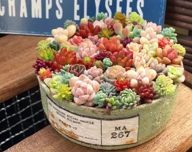 多肉怎么选泥土,多肉需要补充哪种肥料