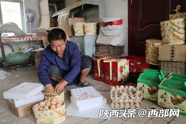 吴堡“鸡司令”刘信信:从贫困户变身致富带头人