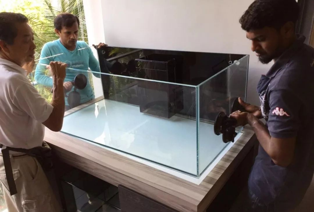 新开缸每天都有鱼死,新开缸鱼一直死