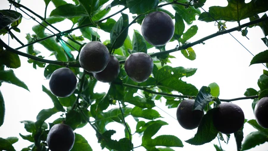 宾川最出名的石榴,大理宾川石榴