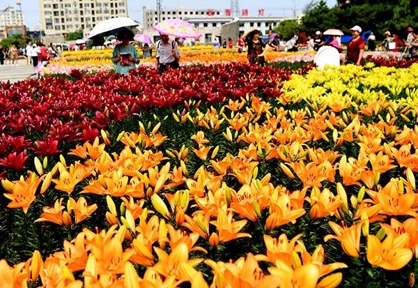 美爆了全球最美樱花,美爆长春公园的油菜花海盛放