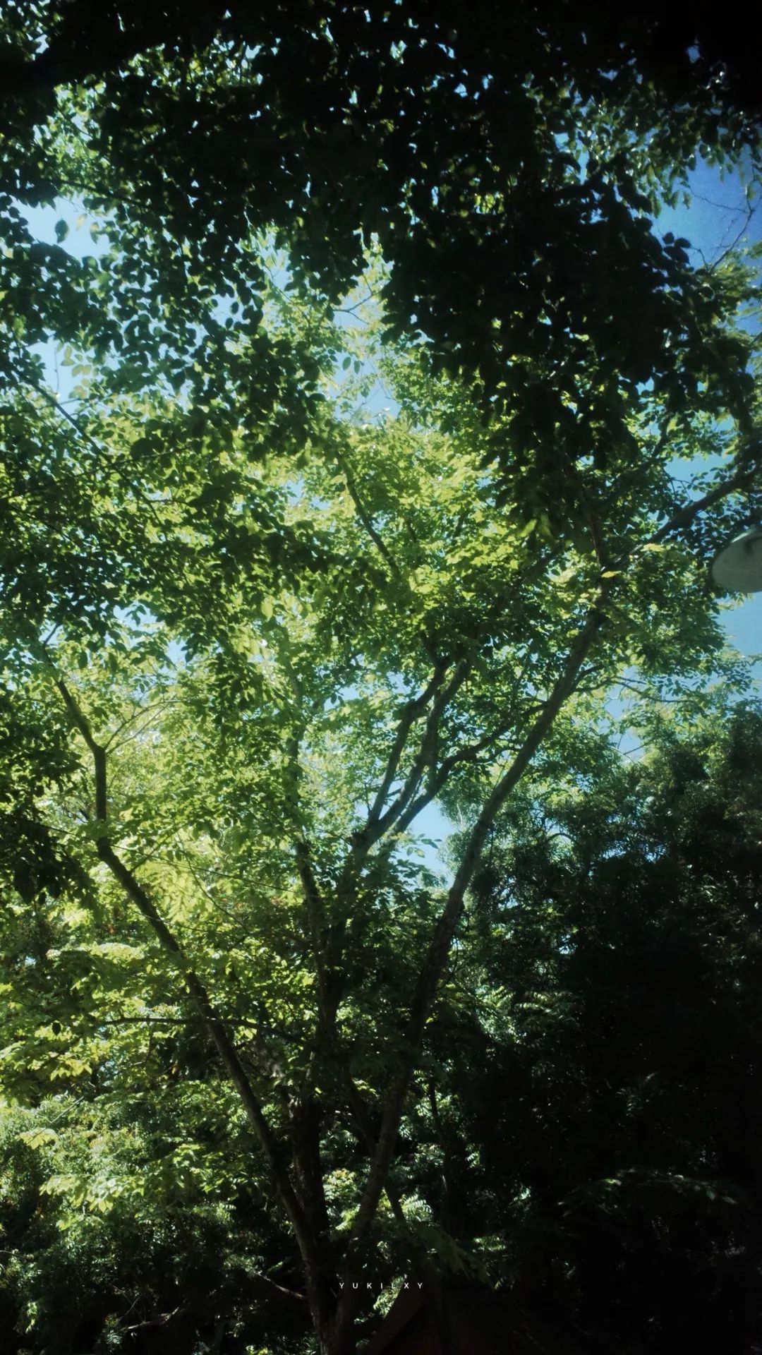 在国外呆不下去想回国怎么办,在国外留学不回家