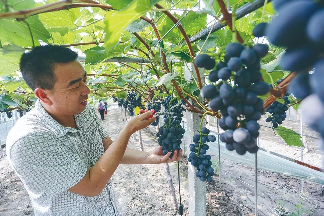 十大葡萄采摘好去处,上海松江摘葡萄最佳地点