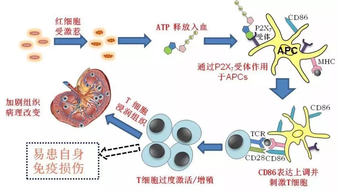 情绪激动引起高血压,情绪激动诱发高血压的视频