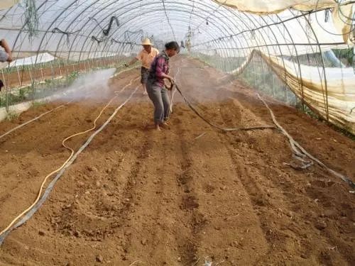 大棚闷棚技术技巧,种植大棚闷棚技术