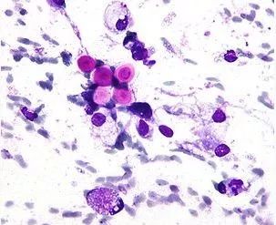 鸟屎为什么是白色的,鸟屎为什么有各种颜色