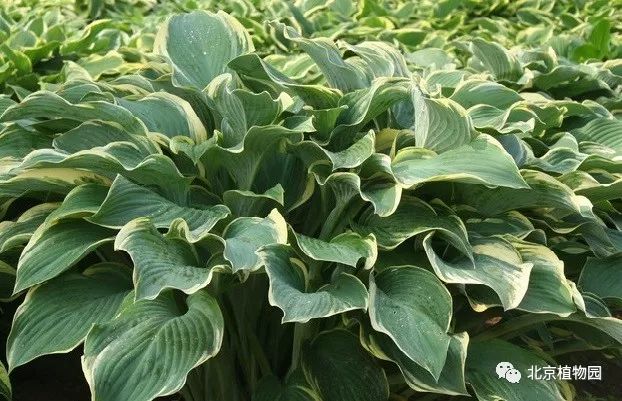 最耐寒的玉簪品种,北京植物园园艺