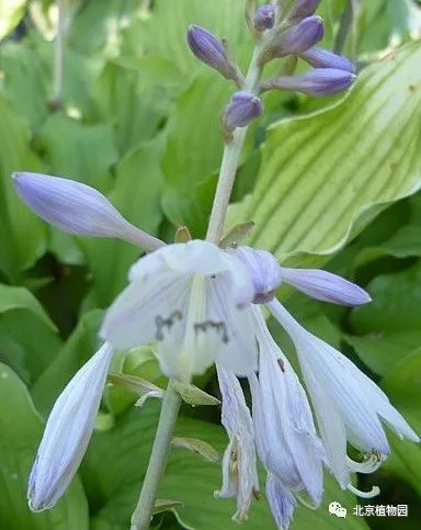 最耐寒的玉簪品种,北京植物园园艺