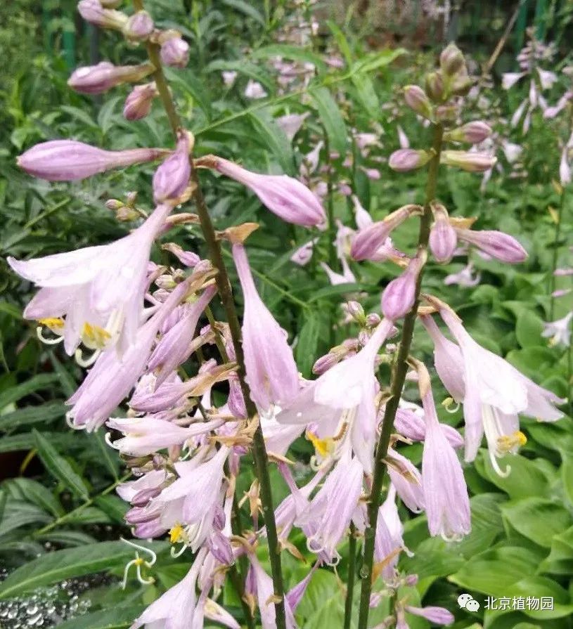 最耐寒的玉簪品种,北京植物园园艺