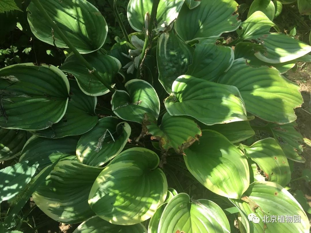 最耐寒的玉簪品种,北京植物园园艺