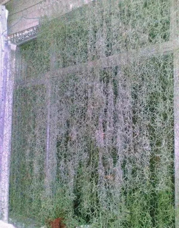 100种爬藤植物花墙,15种常用的园林观花爬藤植物