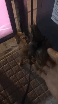 得了脑膜炎很可怕,最新疫情带来的脑膜炎