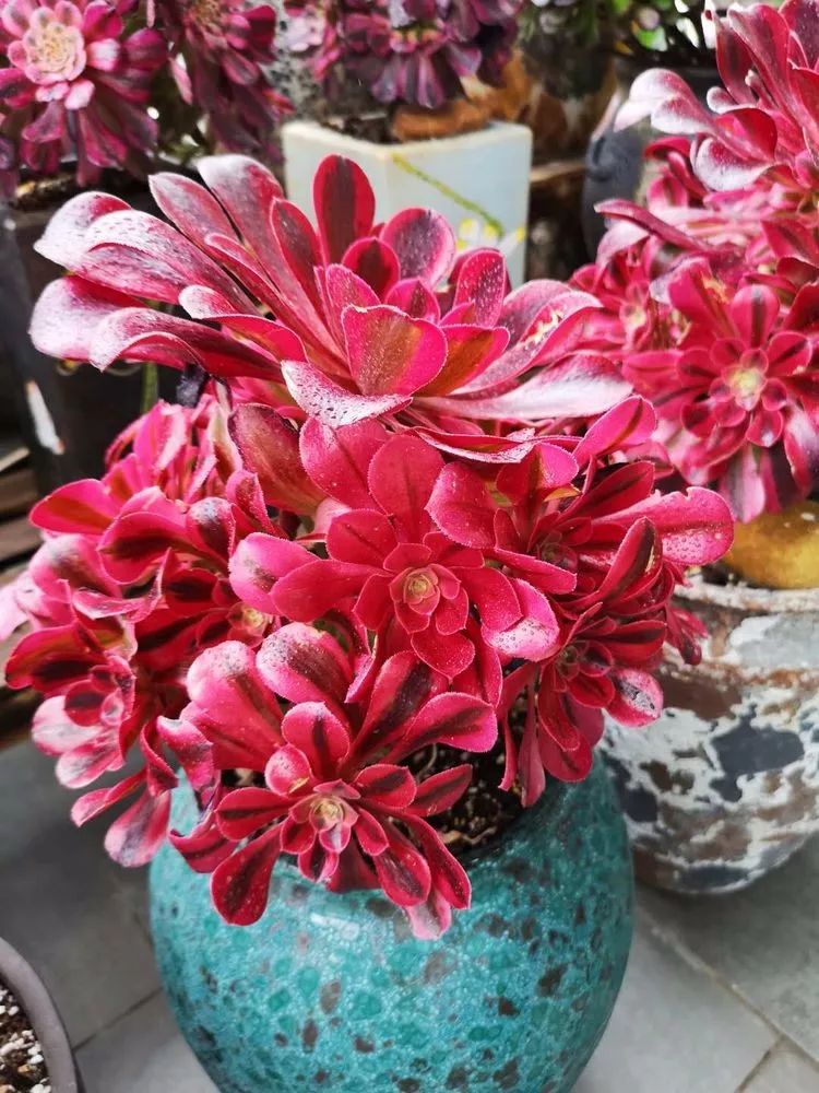 法师主根黑腐了怎么办,法师黑腐还能救活吗