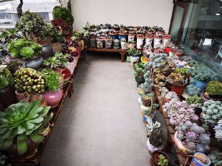 法师主根黑腐了怎么办,法师黑腐还能救活吗