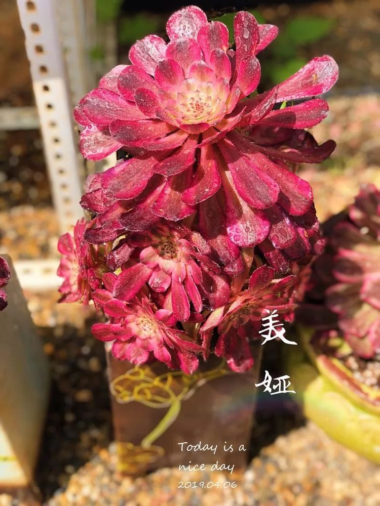 法师黑腐是什么原因,法师叶子黑腐是咋回事