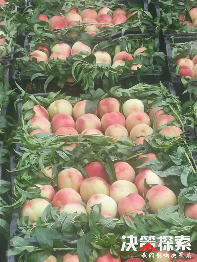 千亩柑橘获丰收农民笑颜增收忙,千亩桃园迎来丰收季群众喜增收