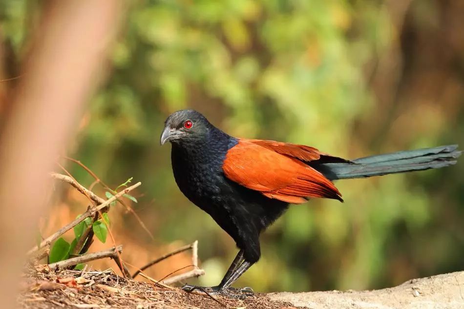保护野生动物和生态文明建设,保护野生动物检察机关