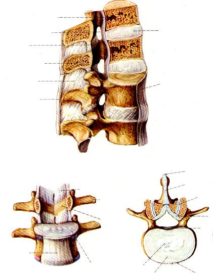 一分钟带你了解腰椎狭窄,椎管狭窄症知识大全