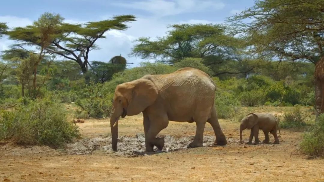 惊掉网友下巴的画面,豆瓣9.1分令人绝望