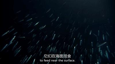 惊掉网友下巴的画面,豆瓣9.1分令人绝望