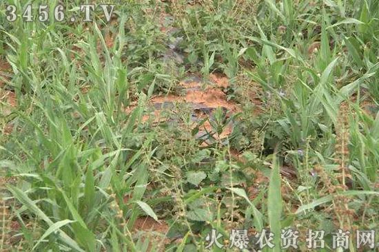 杂草影响作物收成的原因,荒地杂草除草剂效果不好怎么办