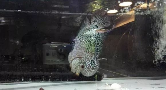 我的罗严重失鰾,都说救不活了但依旧给了我奇迹