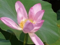 微山湖观荷花,青荷盖绿水微山湖十万亩荷花盛放