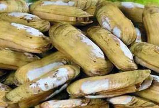 秦皇岛赶海哪里有螃蟹,秦皇岛蟹贝湾赶海