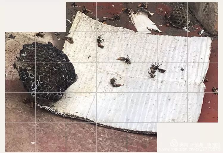 马蜂出没请注意切勿擅自处理,大马蜂窝上面有马蜂怎样处理